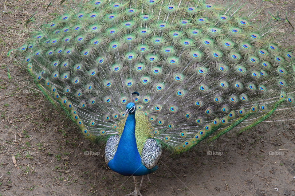 Peacock with Plumage