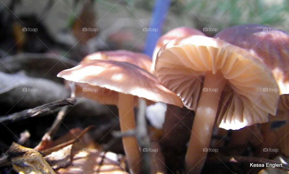Teeny Tiny Funghi 5