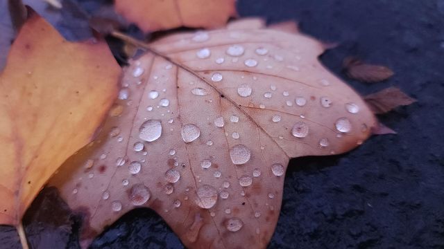 Rain drops