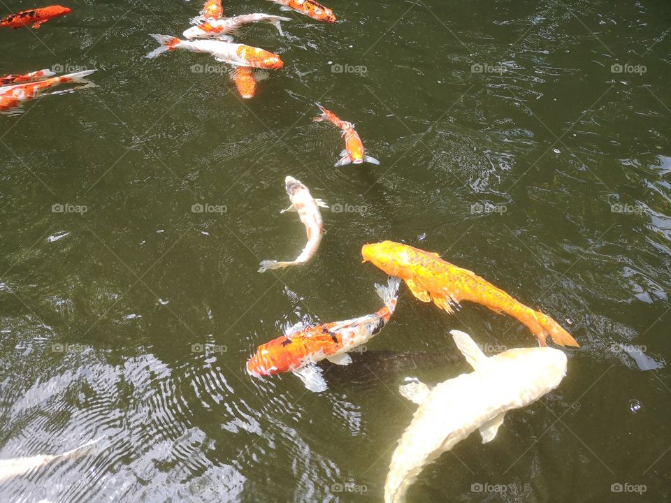 Fancy​ carp​ koi fish​