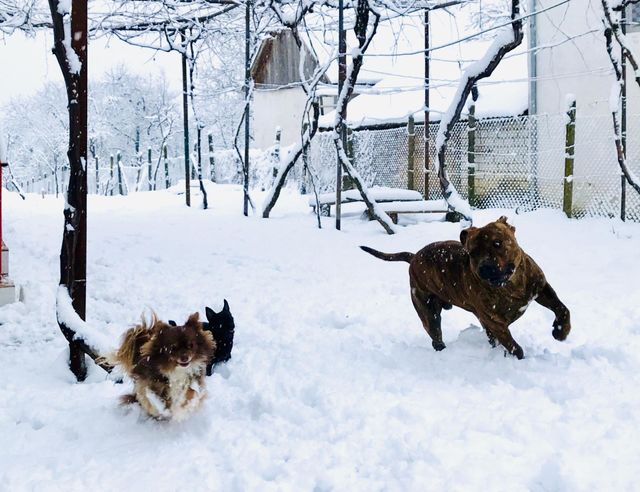 Dogs Playing 