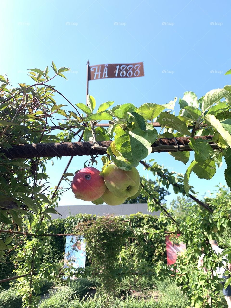 Three hanging apples