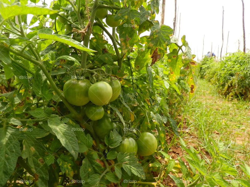 tomato farm