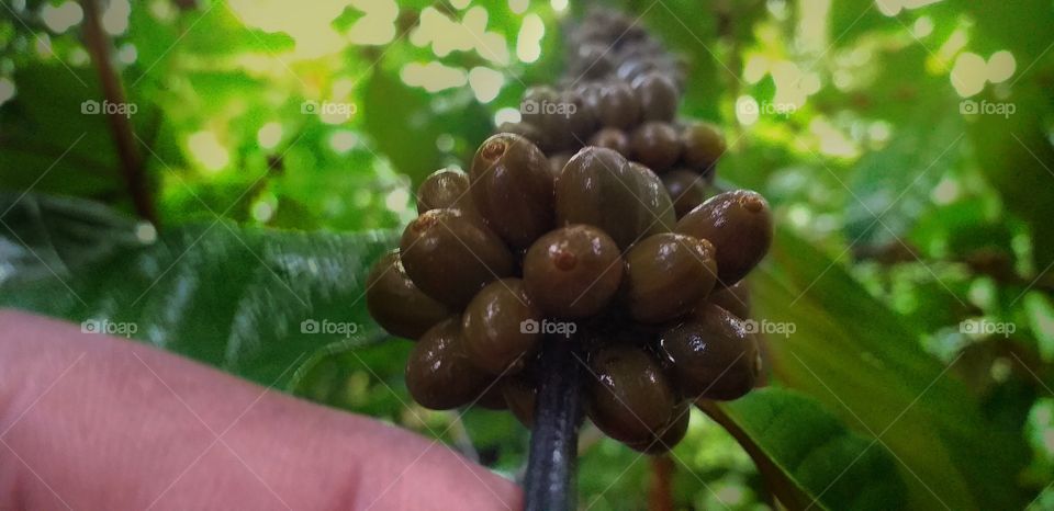 amazing coffee seeds in coffee plant