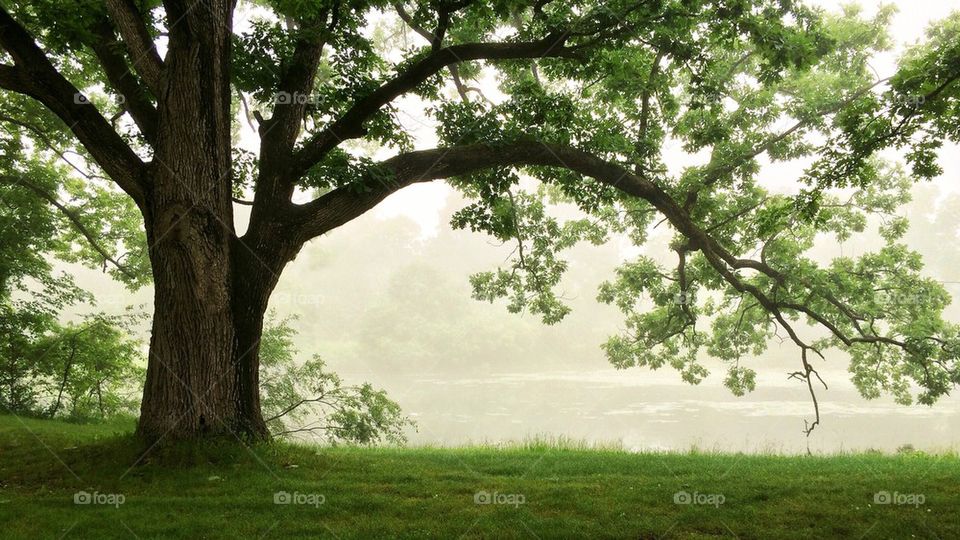 The Fog Tree