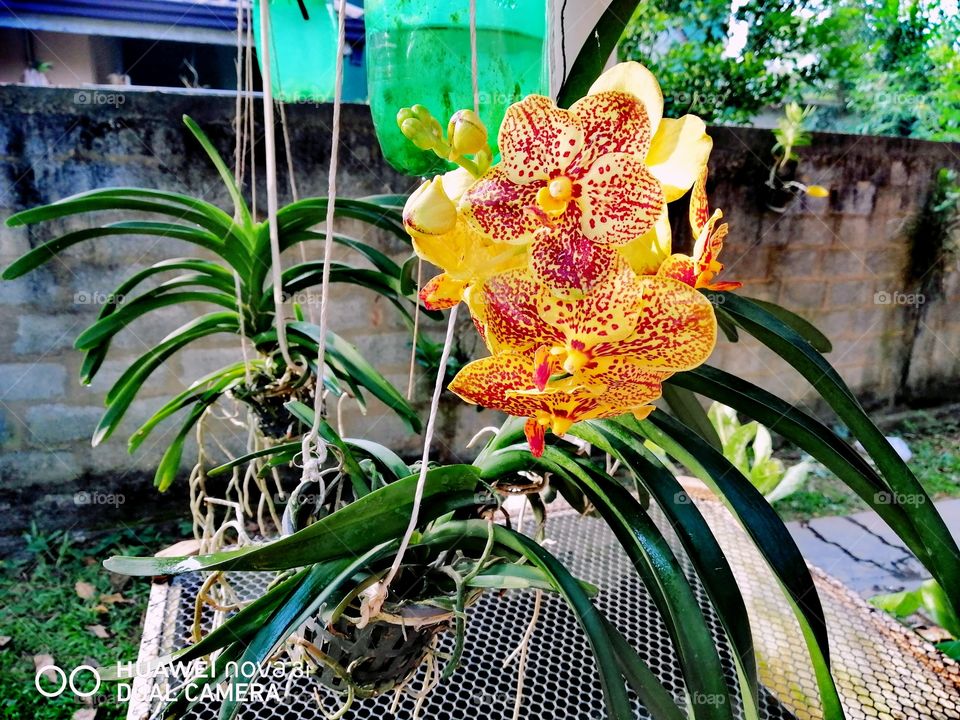 Vanda orkid flower