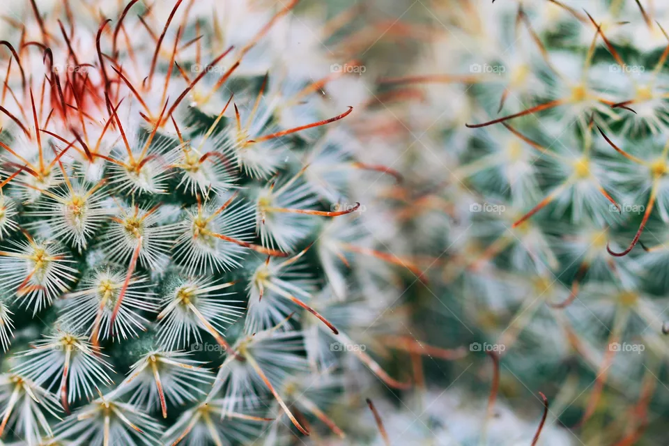 Cactus