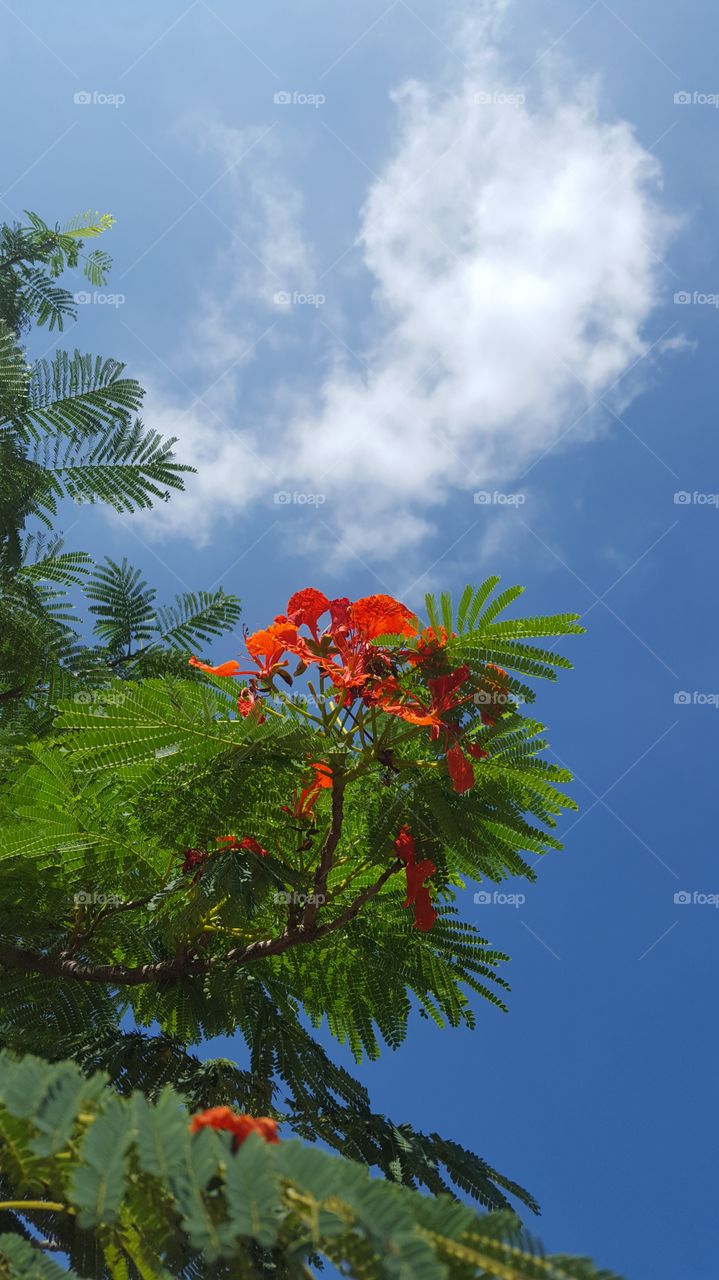 Red Flowers with Sky