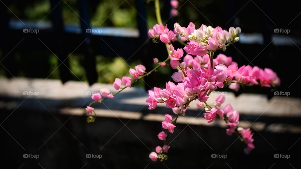 (Unknown) Wild Pink flowers