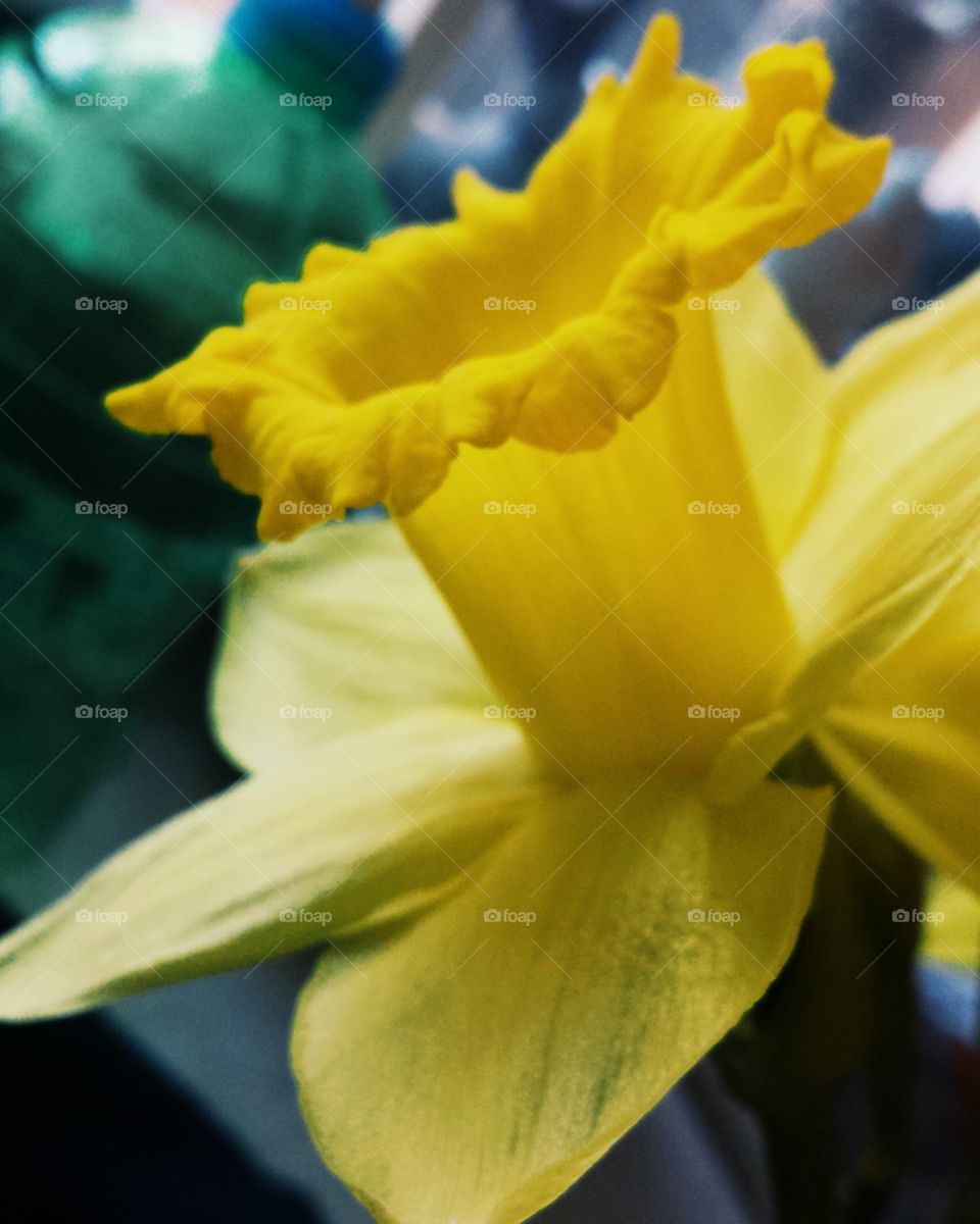Daffodil in Bloom