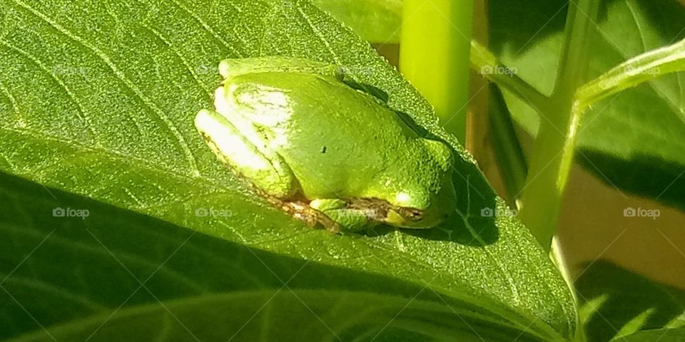 a small green tree frog resting in the sun on a leaf