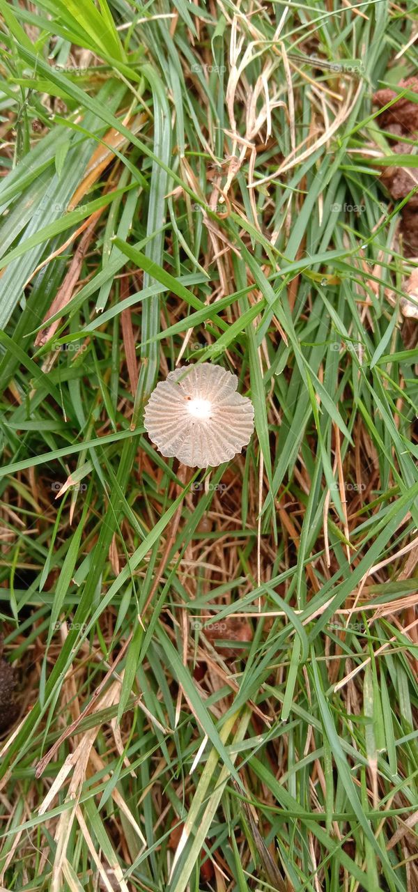 A small masroom middle of grass