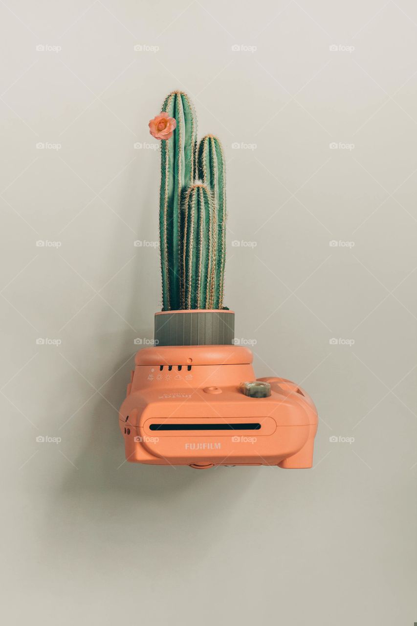 San Pedro cactus