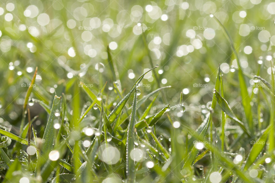 green grass with dew drops.  close up,  bokhe effect