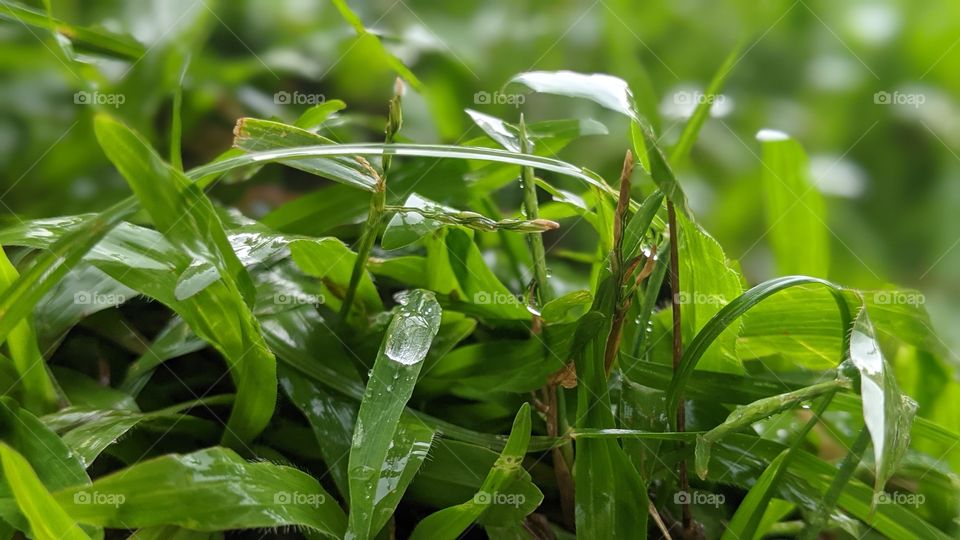 grass with rain