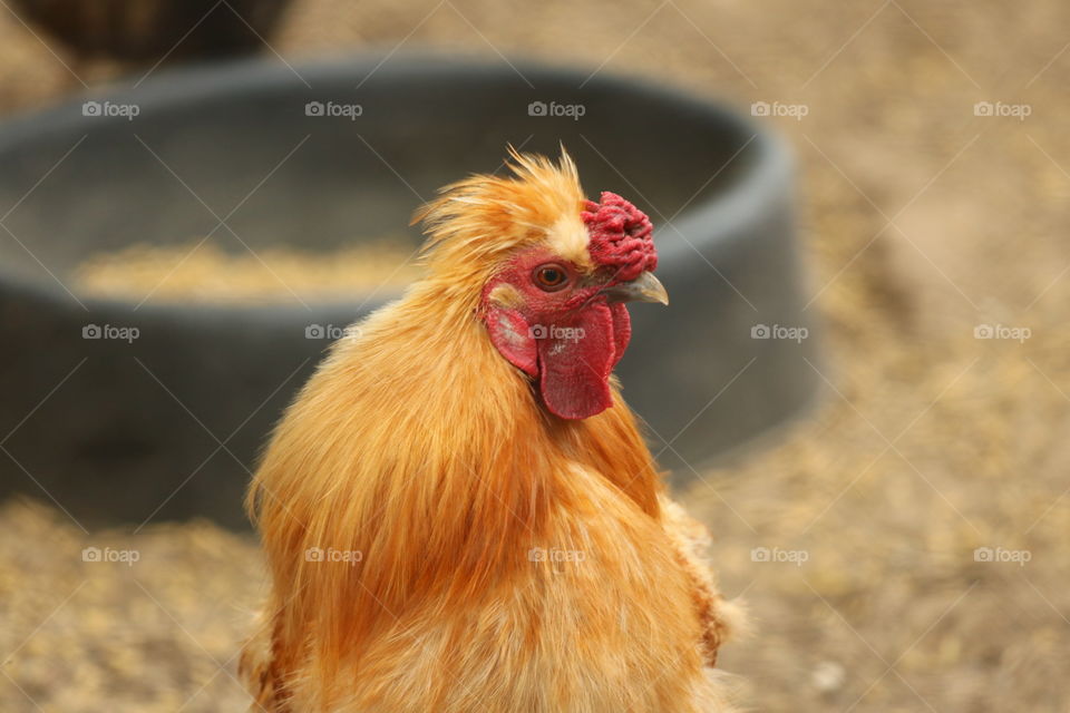 Brown ugly chicken