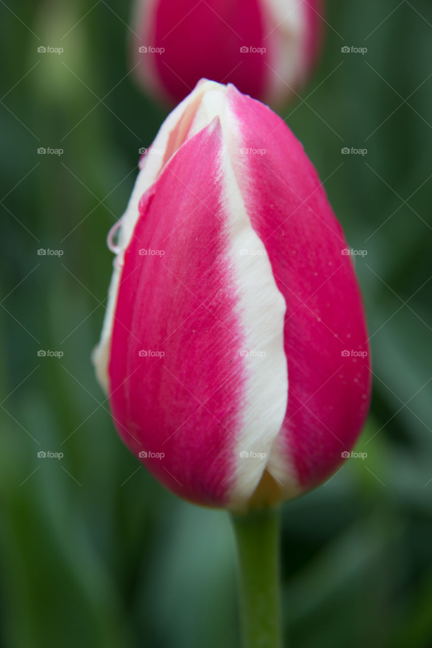 Tulips and water droplets 