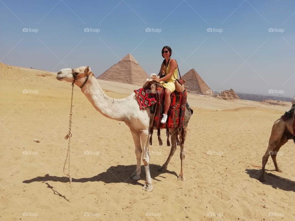 lovely photo very attractive and beautiful with riding camel around the desert pyramids.