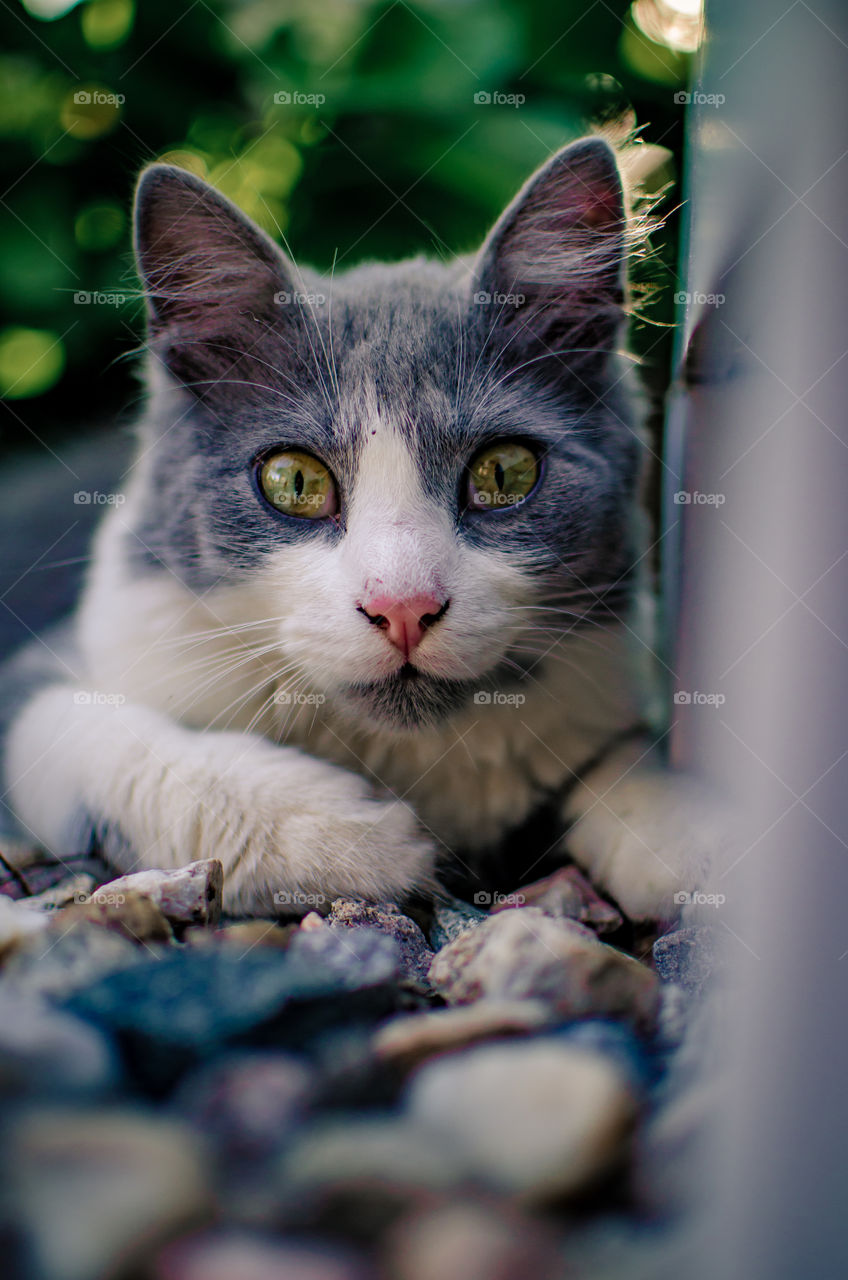 kitty eyes beautiful mysterious eyes