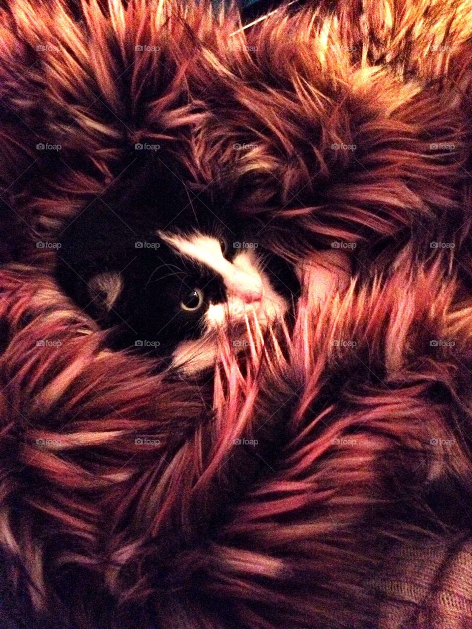 Cat in Fur