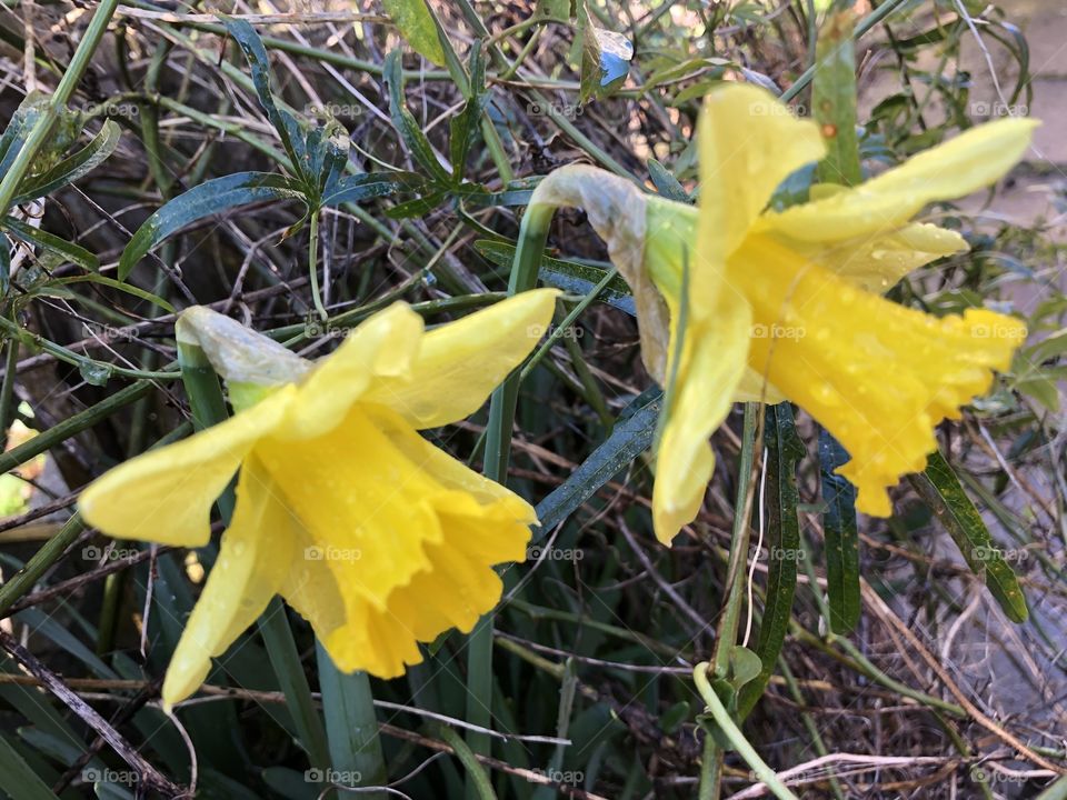 The second of some superb early spring daffodils in January 2020.