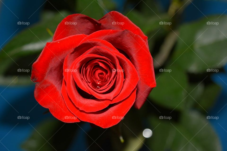 Rose, Flower, Romance, Nature, Love