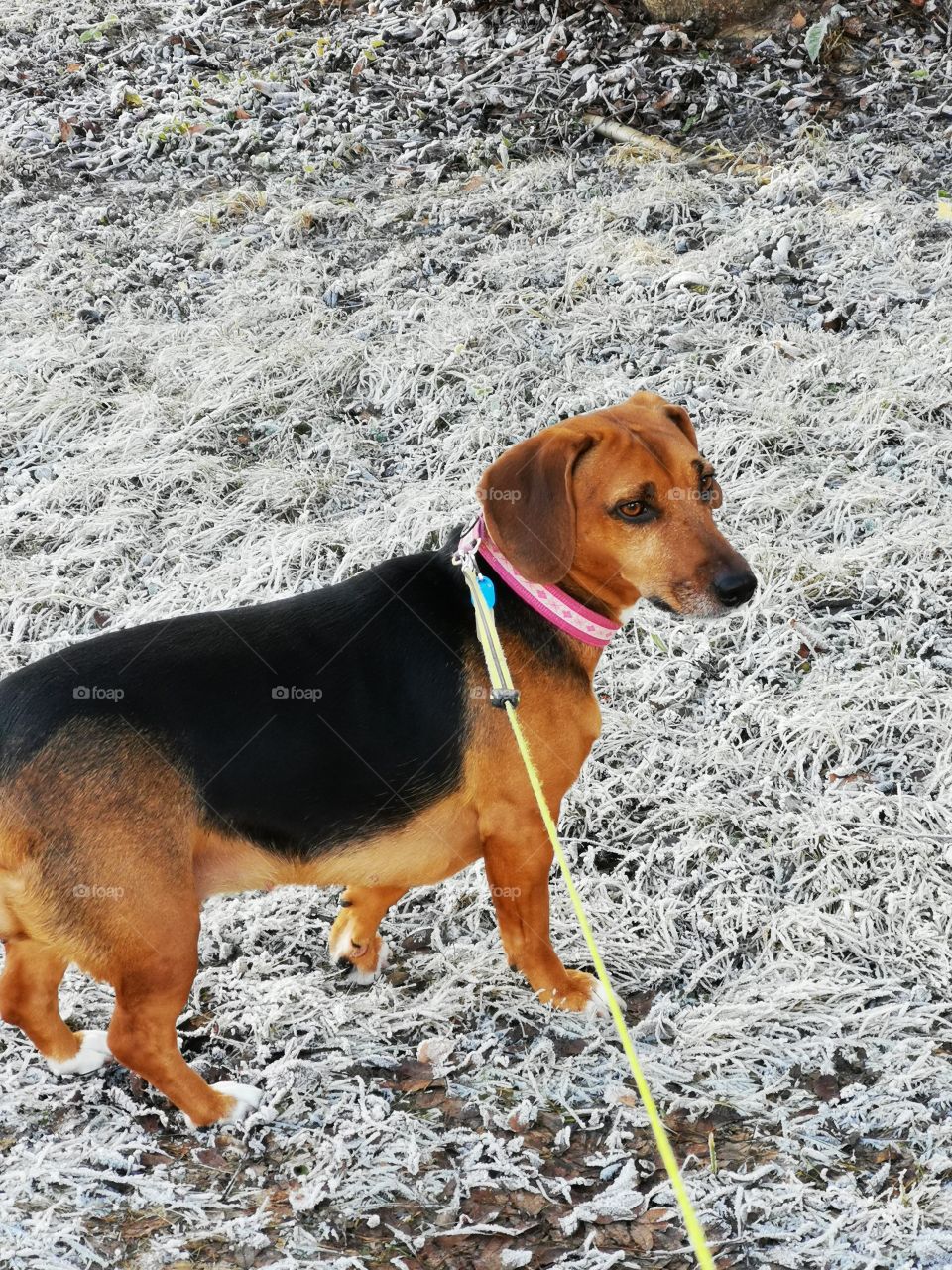 Fanny Märta Kolm
Dog