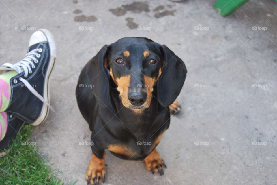 Dog, Mammal, No Person, Portrait, Pet