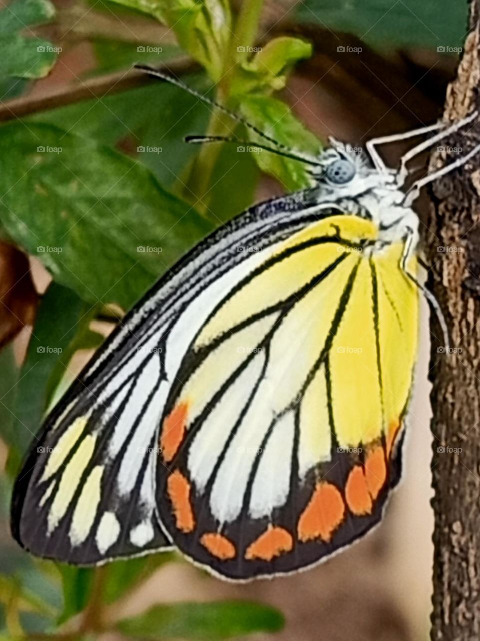 yellow butterfly