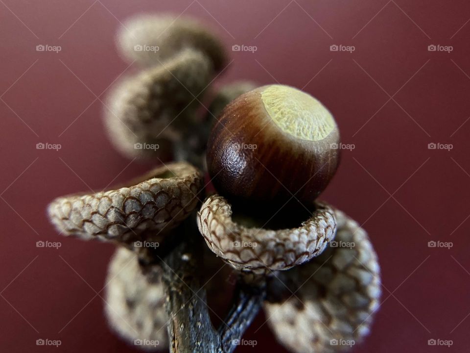 Acorn close up 