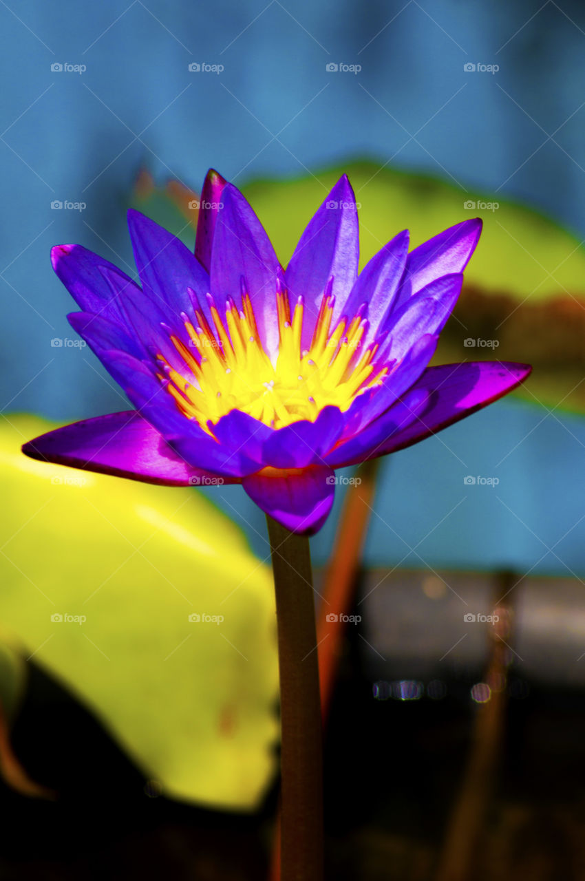 Close-up of a water lily