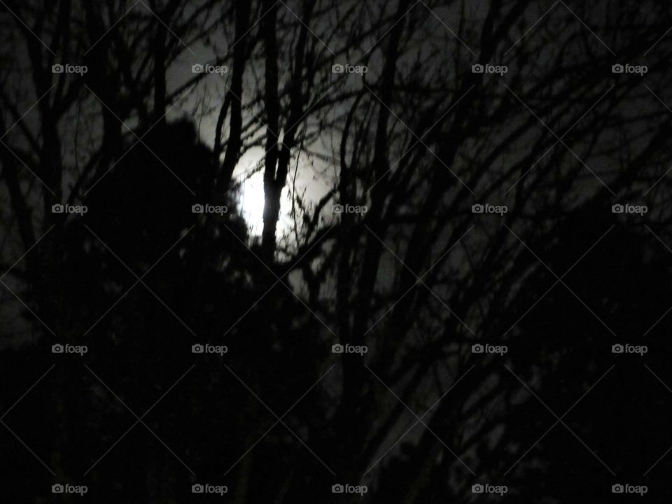 winter moon in trees