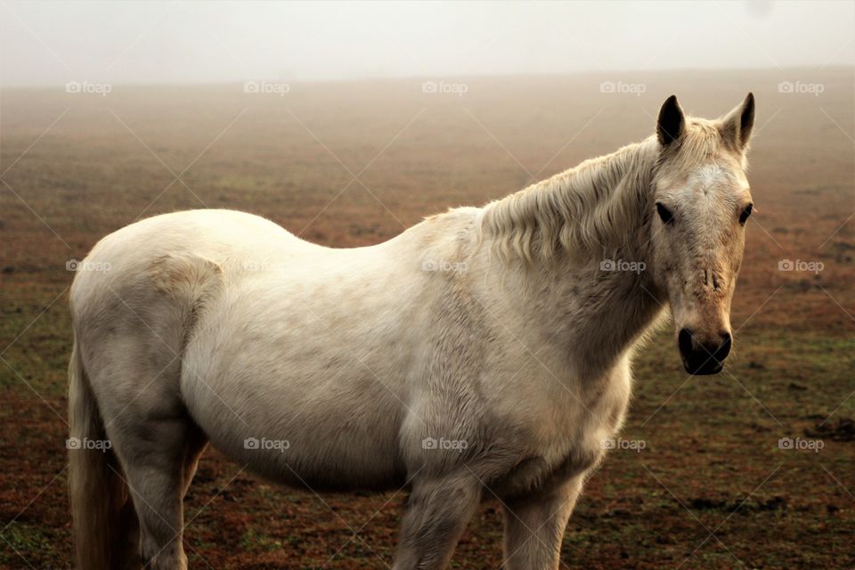 Majestic Horses