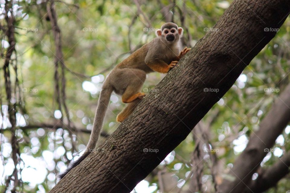 Monkey on tree trunk