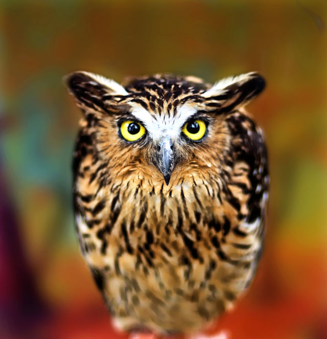owl at krus garden