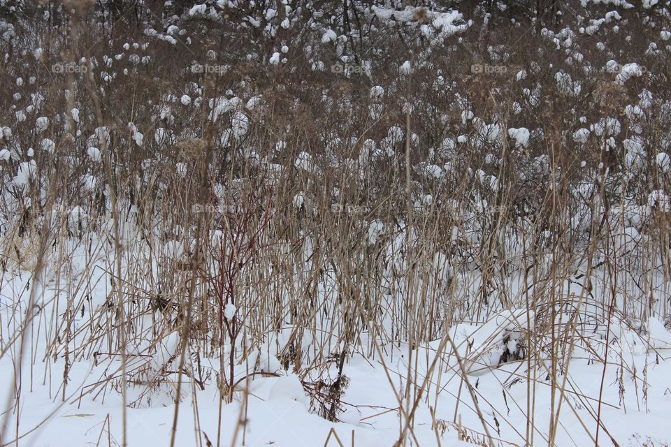 Winter weeds