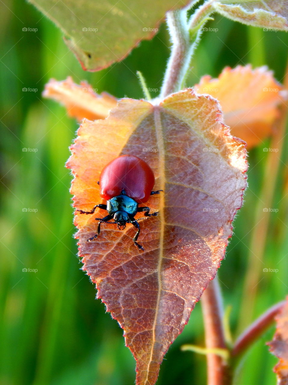 Incredible red beetle