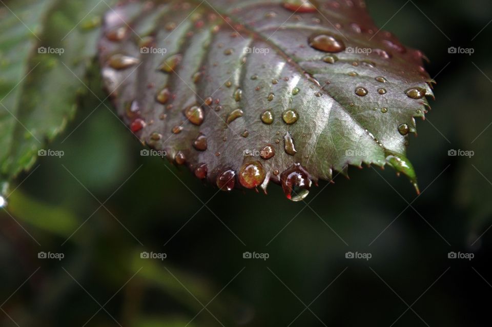 raindrops on leaves
