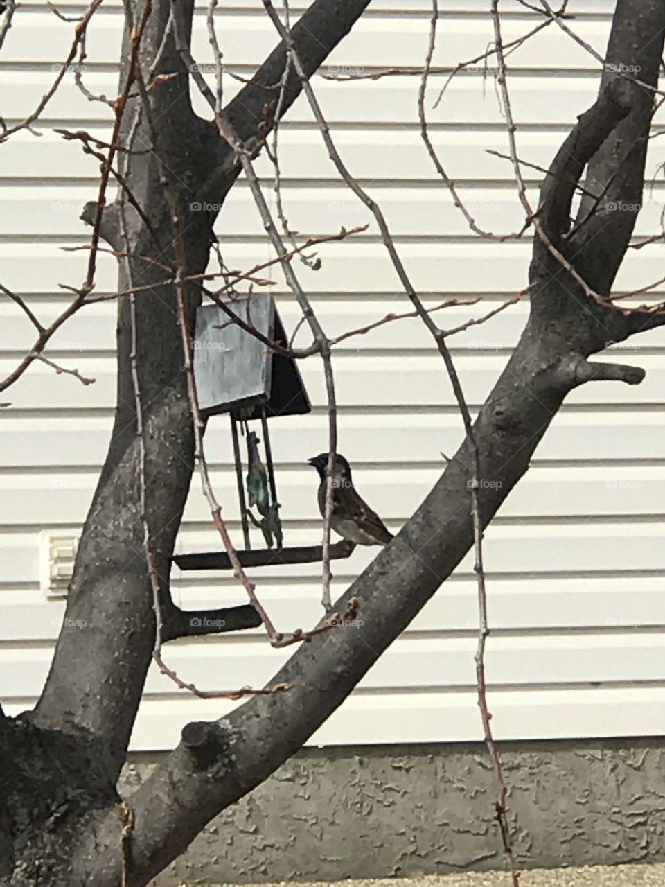 Bird at the bird feeder 