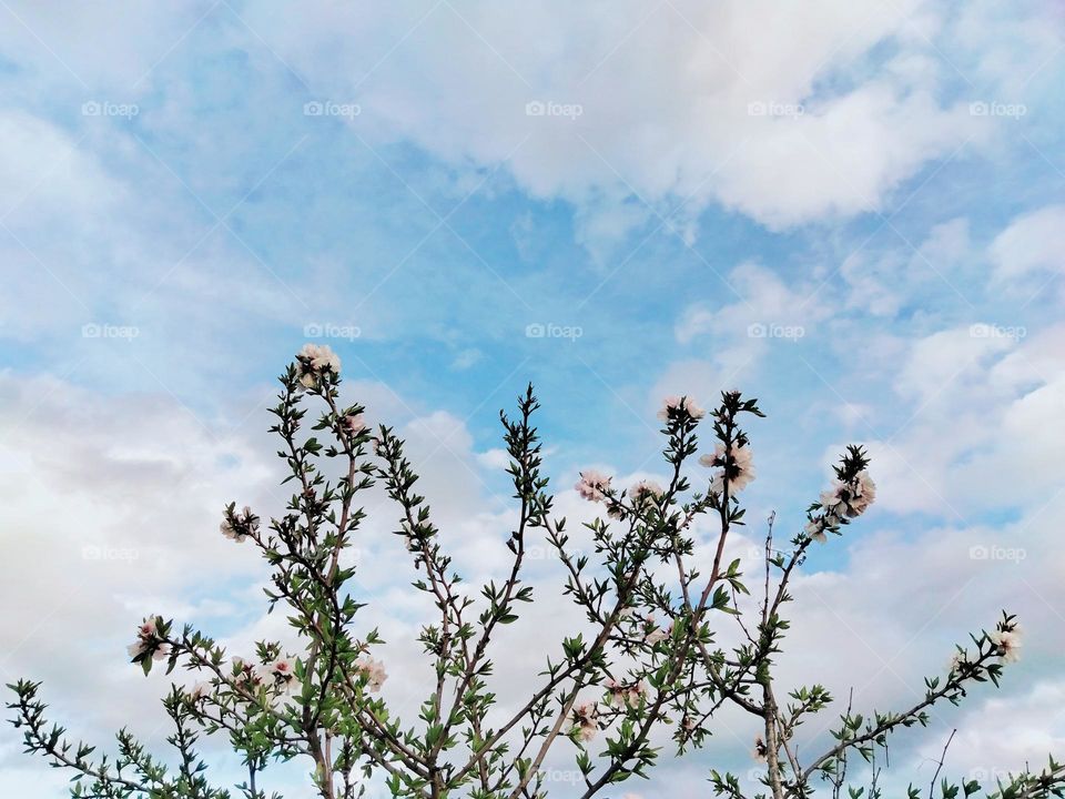 Almond trees flowers the sky