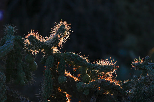 Golden Sunlight illuminating cholla as it sets