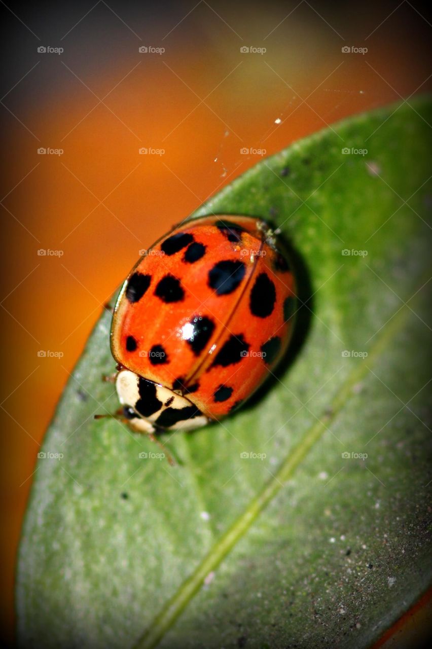 Ladybug