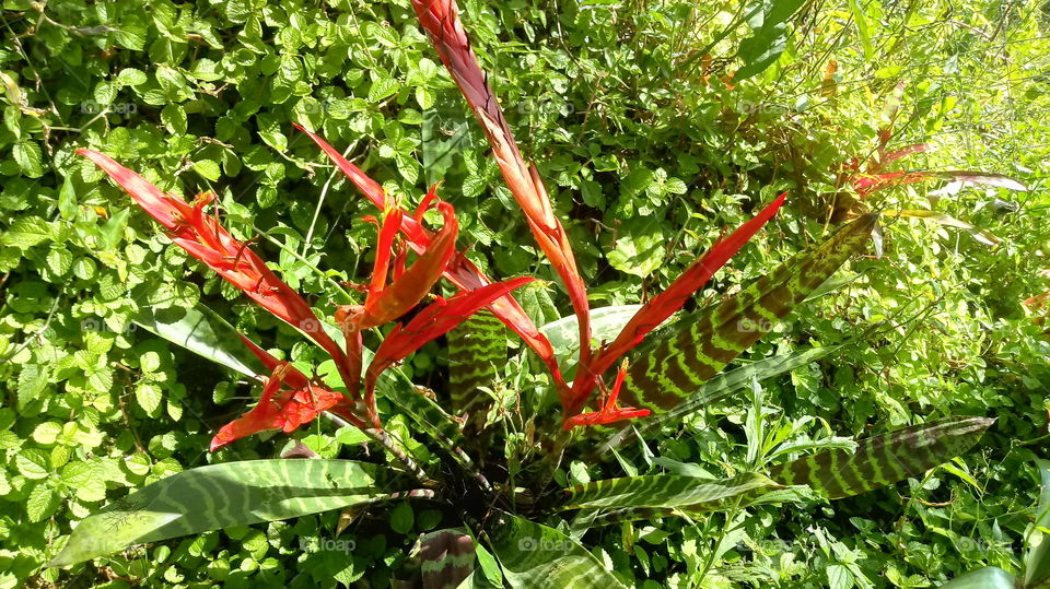 FLOR VERMELHA EXÓTICA