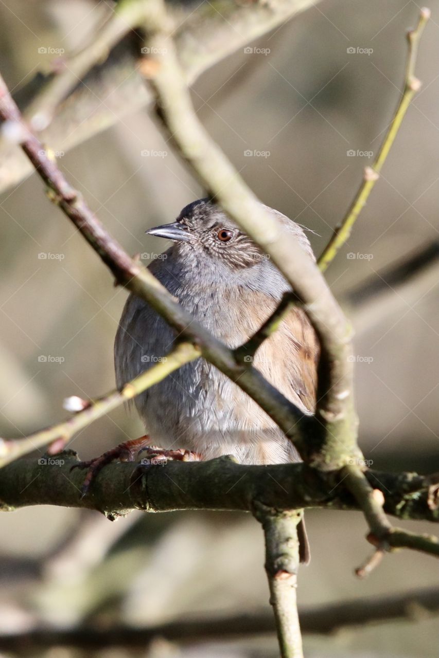 Dunnock