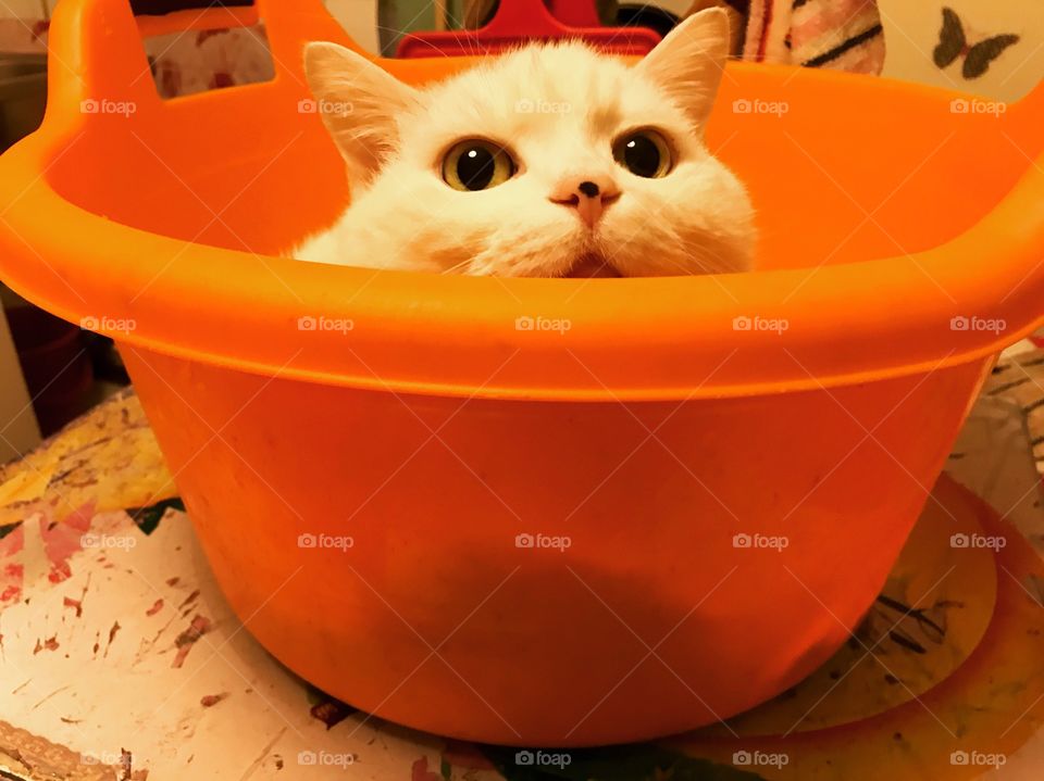 my cat took my basin away)) He can't be kicked out of there and with a stick