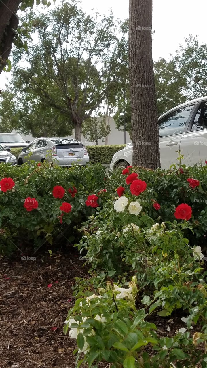 parking lot  roses