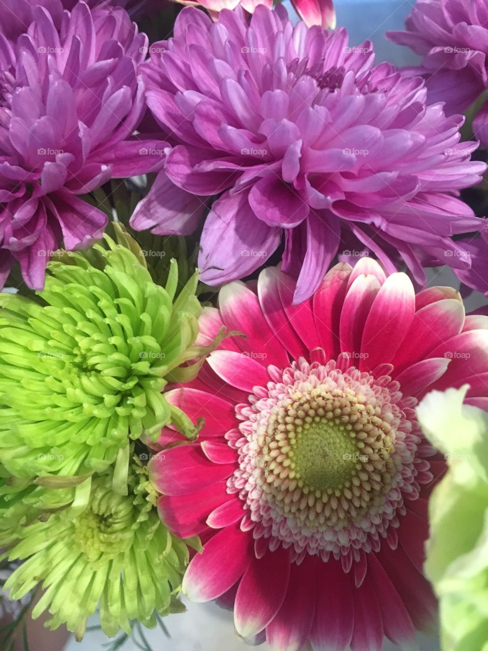 Close up of colourful flowers 