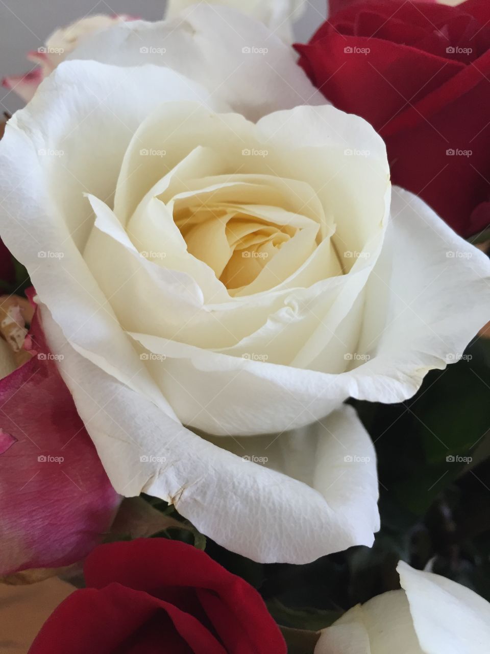White Rose