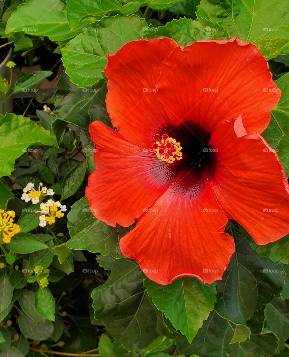Beautiful Red Flower in Bloom