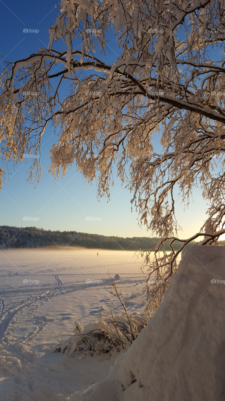 Frozen tree in winter